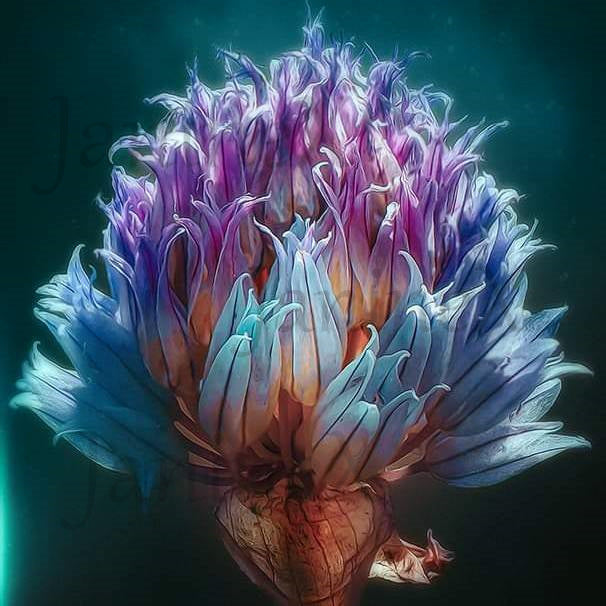 Diamond Painting Bild MIT eckigen Steine - Caros Foto Linse "geheimnisvolle Schönheit"